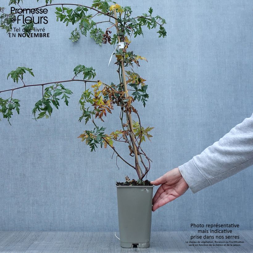 Thornless Blackberry Garden Giant  - Rubus fruticosus 2L/3L pot sample as delivered in autumn