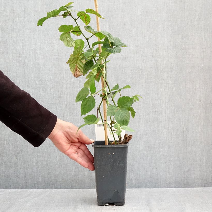 Thornless Blackberry Jumbo - Rubus fruticosus 1.5L/2L pot sample as delivered in autumn