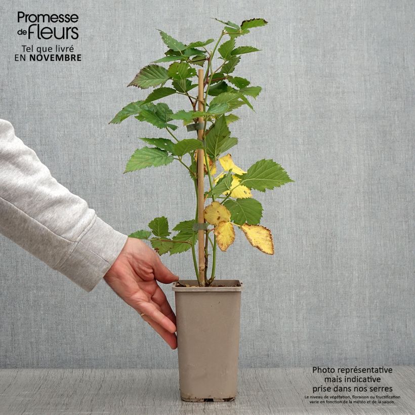 Rubus fruticosus 'Navaho Big and Early' 1.5L/2L pot, Clump sample as delivered in autumn