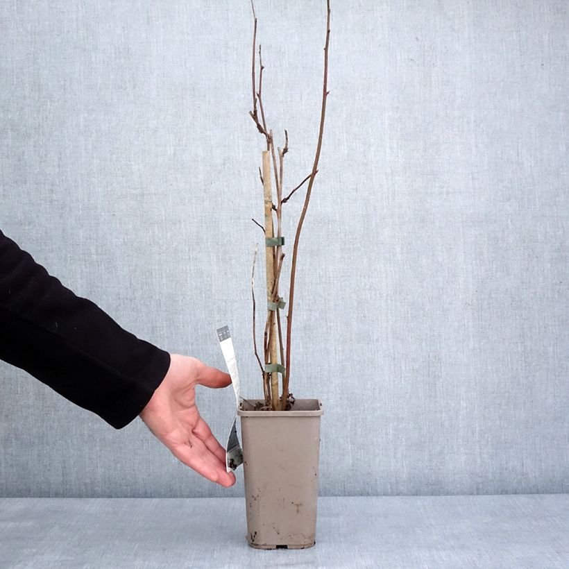 Rubus fruticosus 'Navaho Big and Early' 1.5L/2L pot, Clump sample as delivered in winter