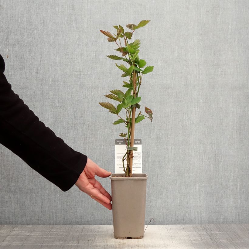 Rubus fruticosus 'Navaho Big and Early' 1.5L/2L pot, Clump sample as delivered in spring