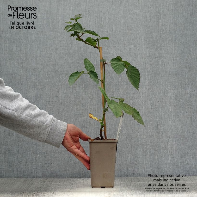 Thornless Blackberry Navaho - Rubus fruticosus 1.5L/2L pot, Clump sample as delivered in autumn