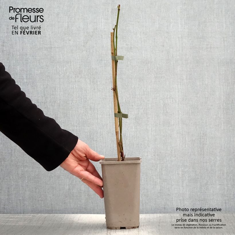 Rubus fruticosus 'Navaho Summerlong' 1.5L/2L pot, Clump sample as delivered in winter