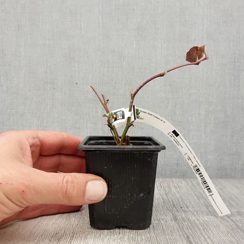 Thornless Blackberry Oregon Thornless - Rubus fruticosus 8/9 cm pot sample as delivered in spring