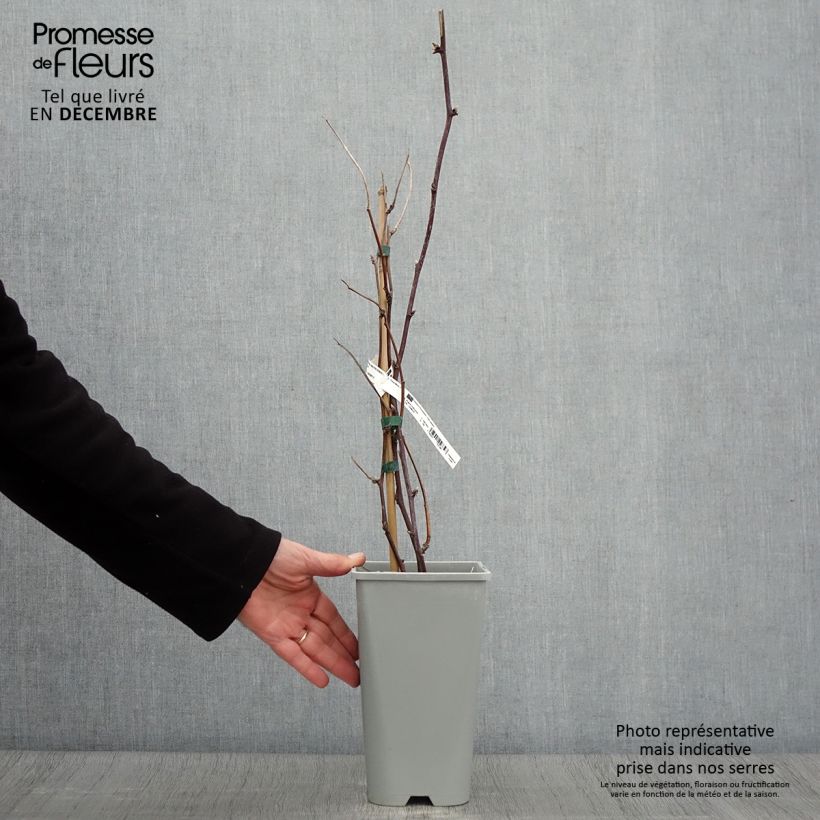 Thornless Blackberry Oregon Thornless - Rubus fruticosus 2L/3L pot sample as delivered in autumn