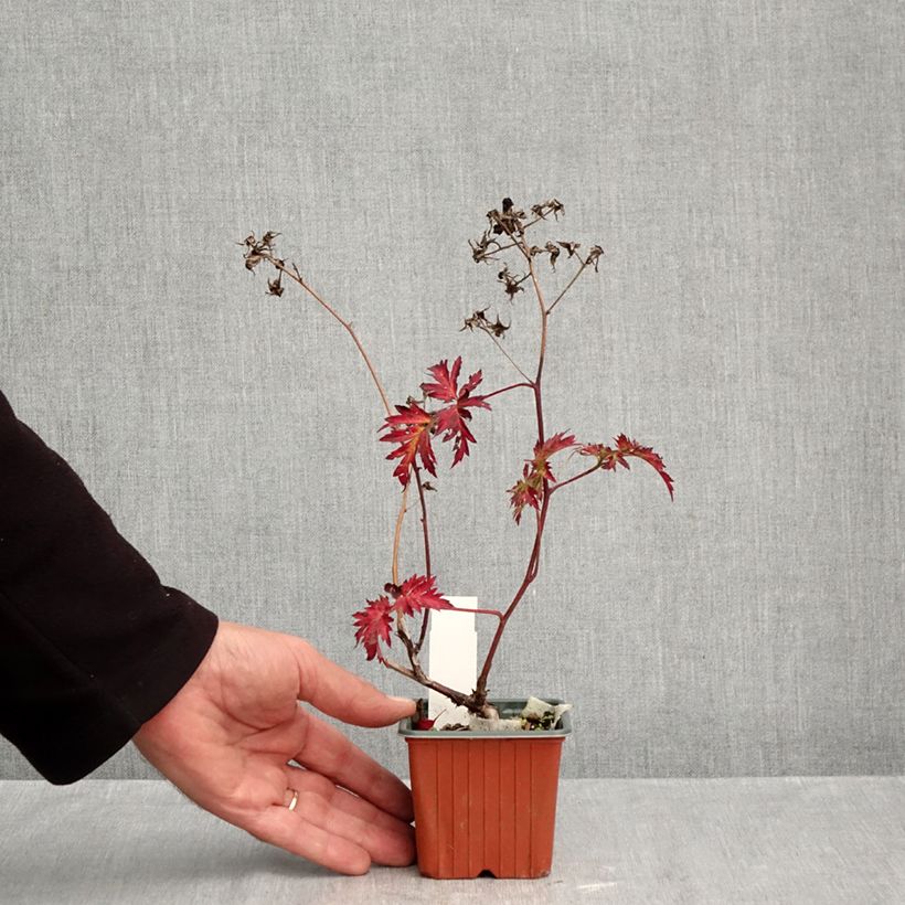 Thornless Evergreen Blackberry - Rubus fruticosus 8/9 cm pot sample as delivered in autumn