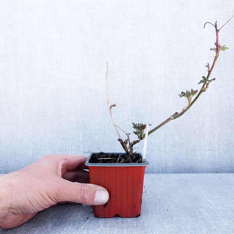 Thornless Evergreen Blackberry - Rubus fruticosus 8/9 cm pot sample as delivered in spring