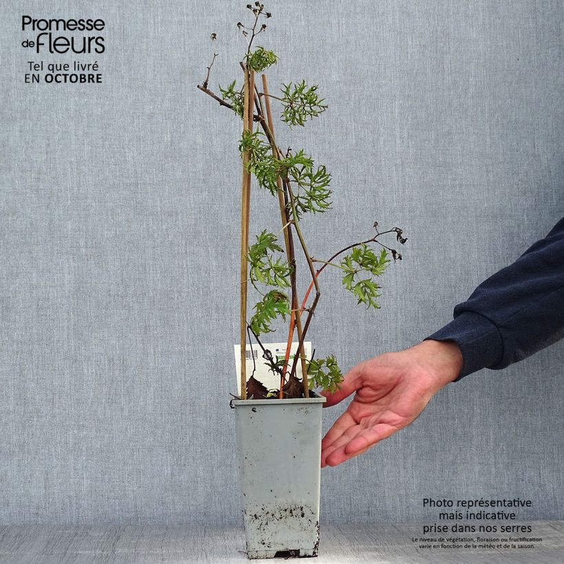 Thornless Evergreen Blackberry - Rubus fruticosus 1.5L/2L pot, Clump sample as delivered in autumn