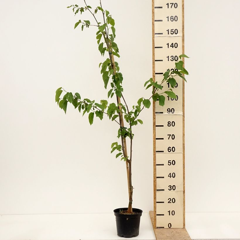 Morus Wellington - Mulberry 3L/4L pot, Half standard sample as delivered in spring