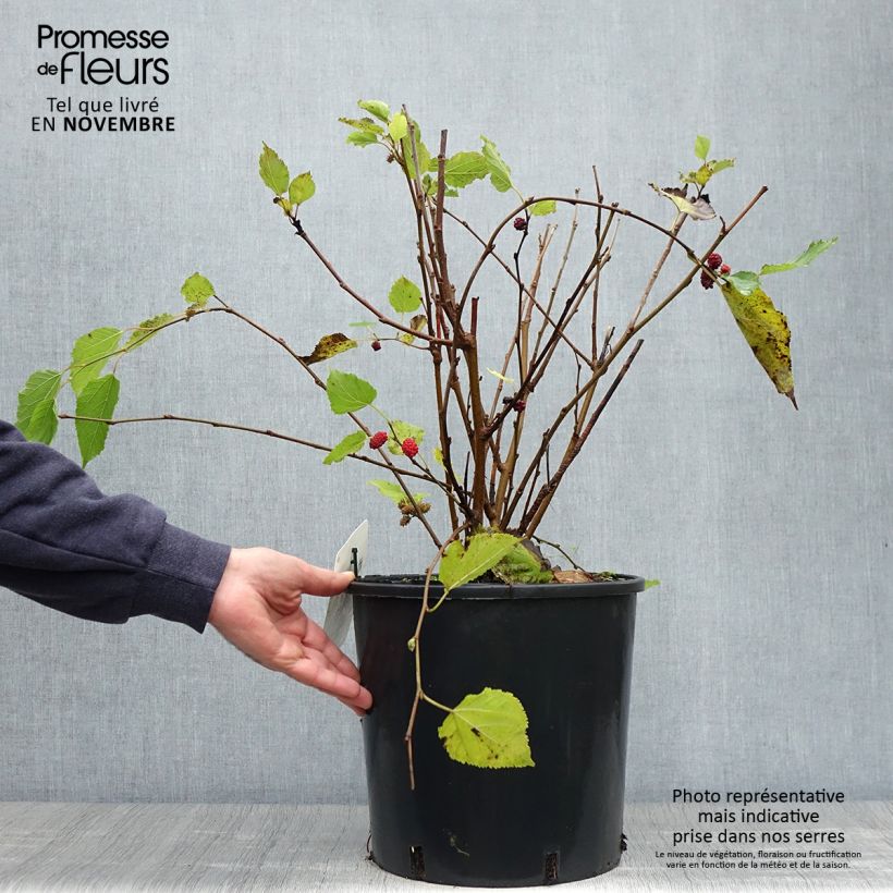 Morus rotundiloba Mojo Berry - Mullberry 7.5L/10L pot, Clump sample as delivered in autumn