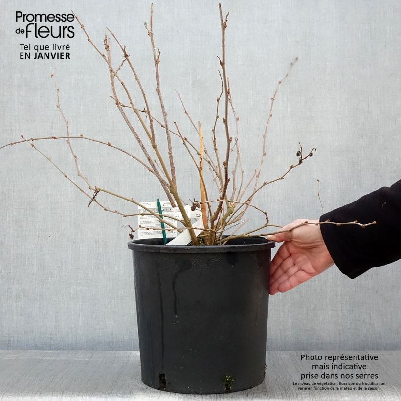 Morus rotundiloba Mojo Berry - Mullberry 7.5L/10L pot, Clump sample as delivered in winter