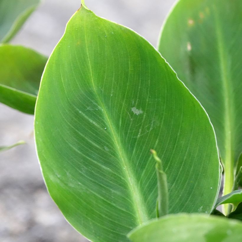 Musa acuminata - Banana (Foliage)