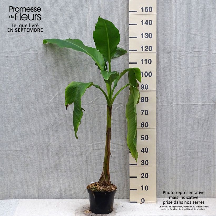 Musa basjoo Sakhalin - Hardy Banana 4L/5L pot sample as delivered in autumn
