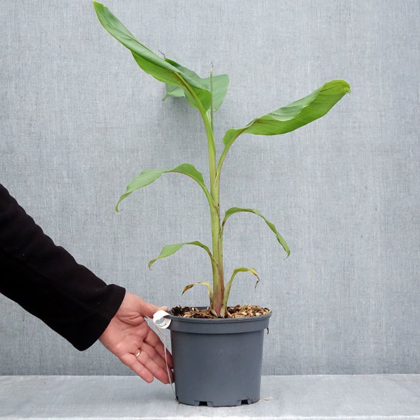 Musa itinerans var. xishuangbannaensis Mekong Giant - Hardy Banana 2L/3L pot sample as delivered in autumn