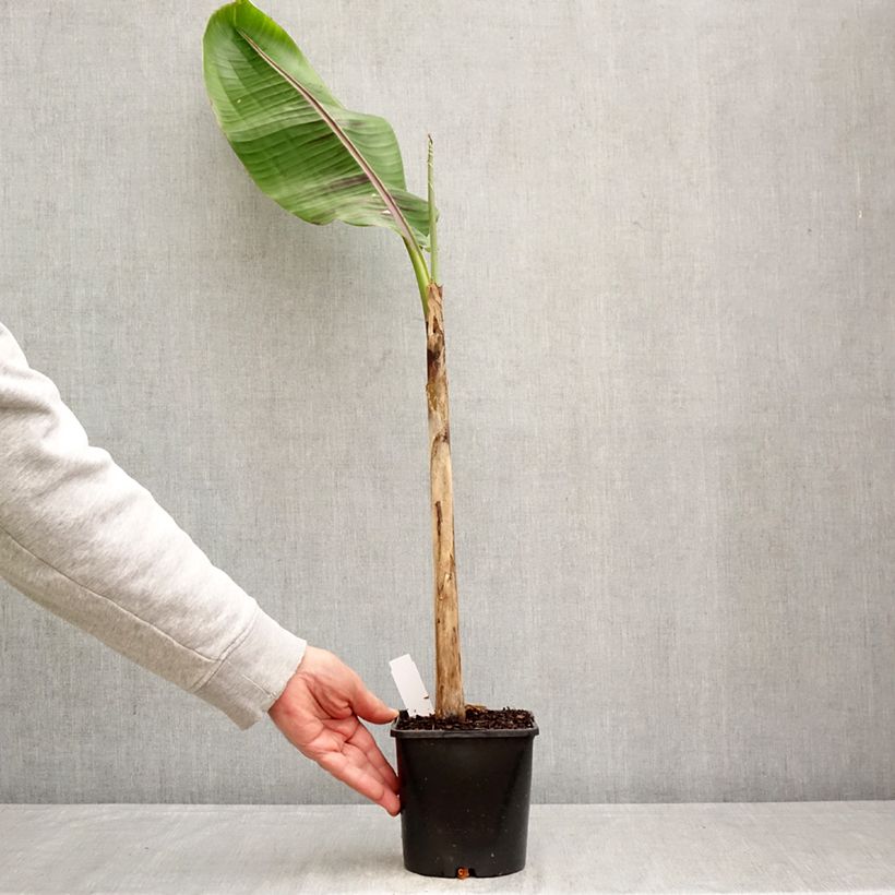 Musa sikkimensis  Ever Red - Hardy Banana 1.5L/2L pot sample as delivered in spring
