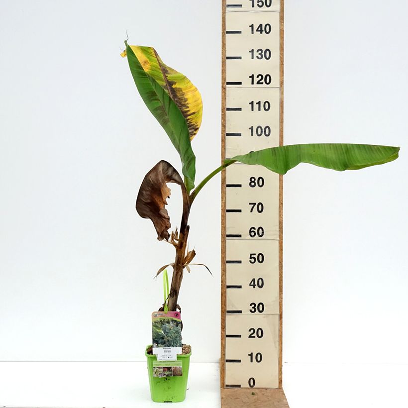 Musa sikkimensis  Ever Red - Hardy Banana 4L/5L pot sample as delivered in autumn