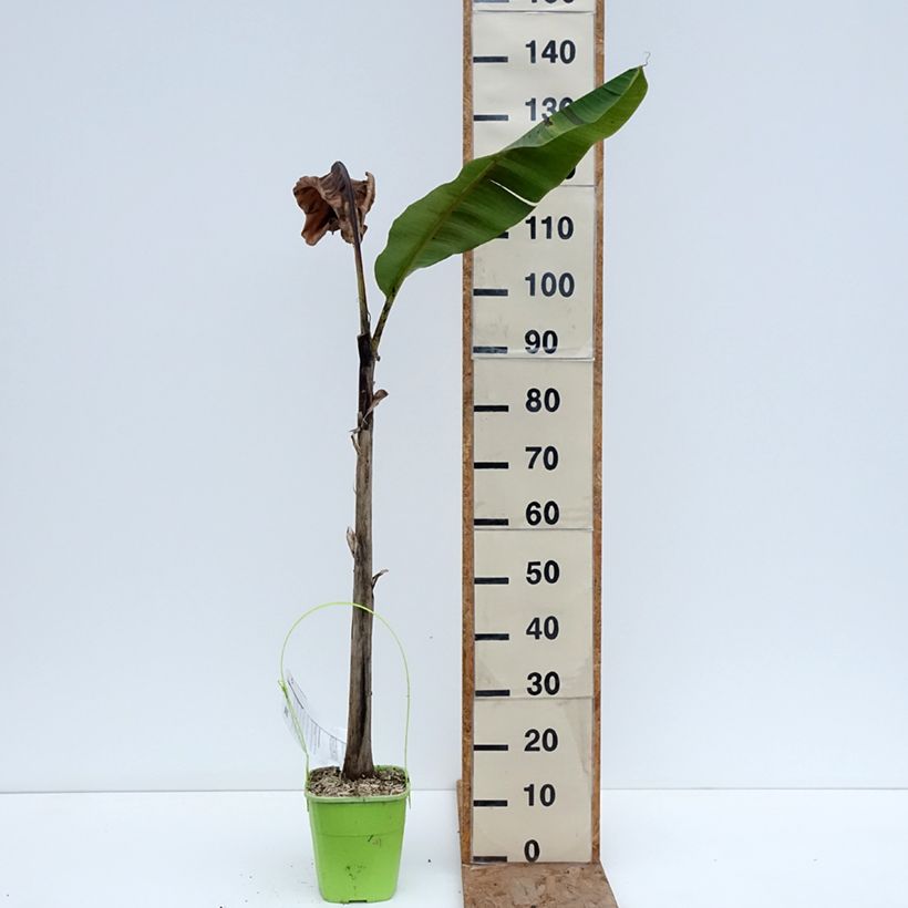 Musa sikkimensis  Ever Red - Hardy Banana 4L/5L pot sample as delivered in winter