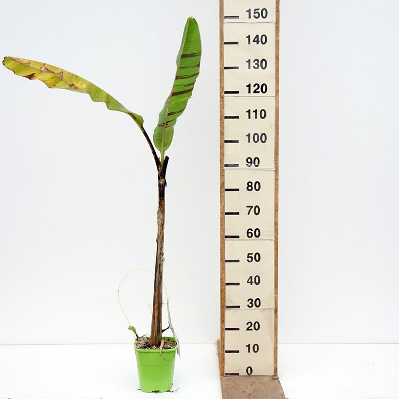 Musa sikkimensis  Ever Red - Hardy Banana 4L/5L pot sample as delivered in spring