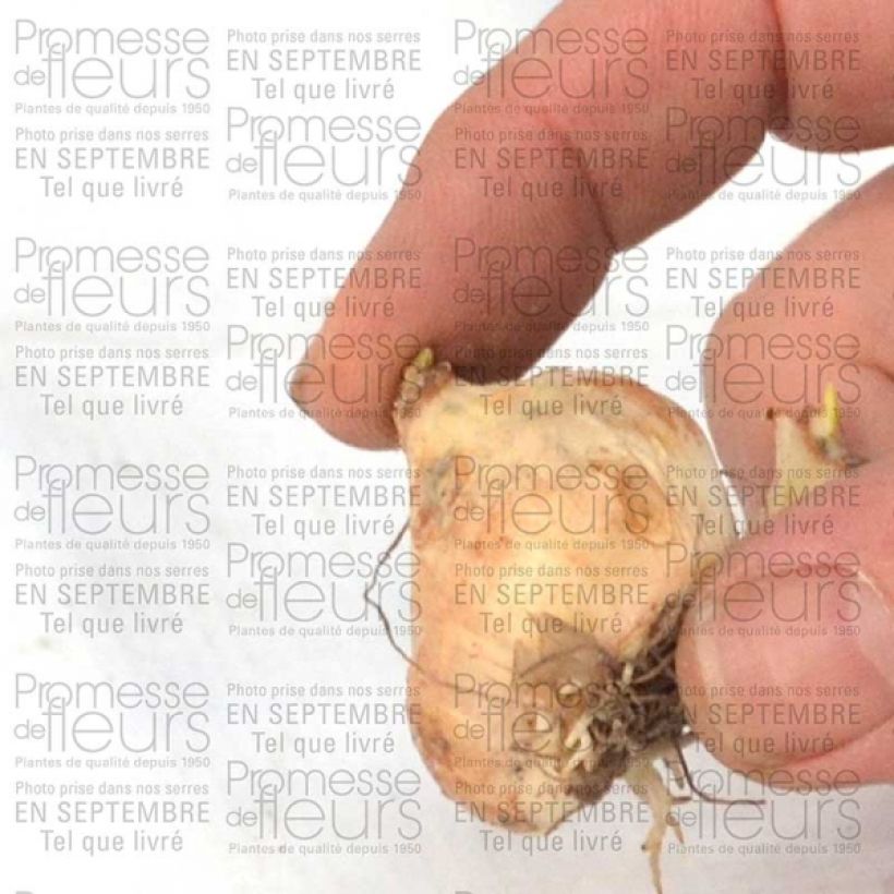 Example of Muscari armeniacum  Bulb size 9+ specimen as delivered