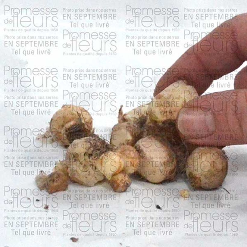 Example of Muscari armeniacum  Bulb size 6+ specimen as delivered