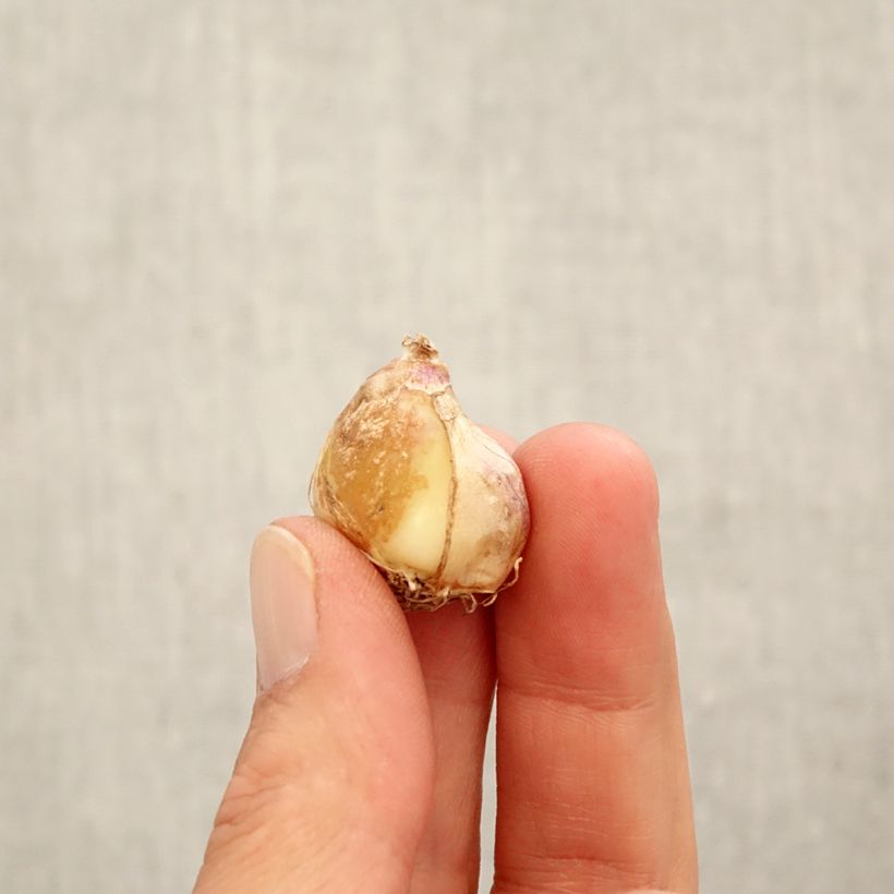 Muscari Aqua Magic Bulb size 7+ sample as delivered in autumn