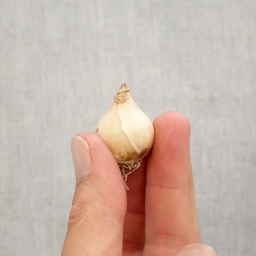 Muscari Big Smile Bulb size 8+ sample as delivered in autumn