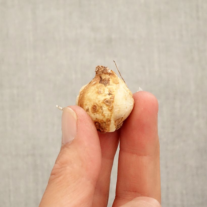 Muscari armeniacum Fantasy Creation Bulb size 9+ sample as delivered in autumn