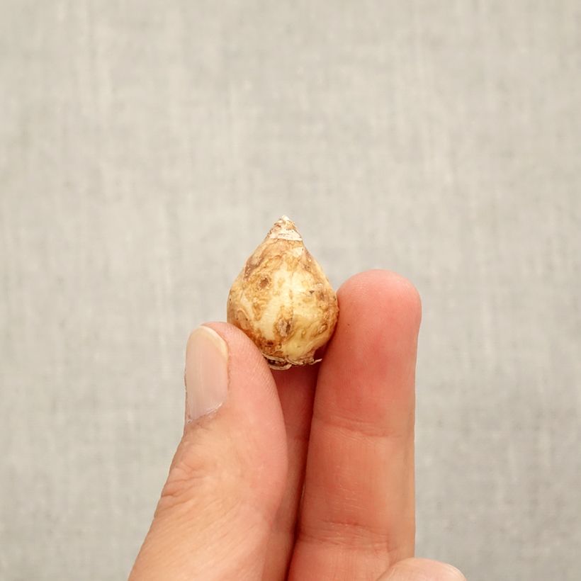 Muscari White Pearl - Grape Hyacinth Bulb size 7+ sample as delivered in autumn