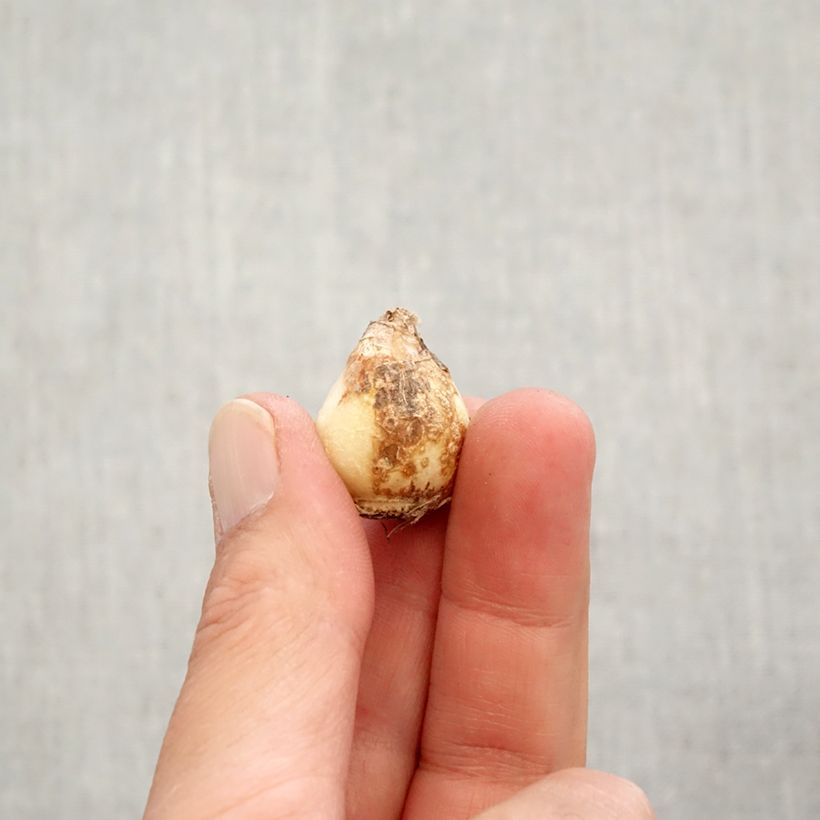 Muscari aucheri Early Magic Bulb size 7+ sample as delivered in autumn