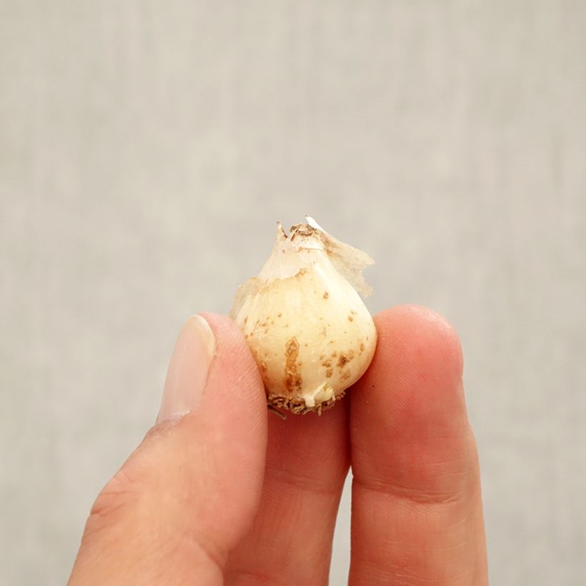 Muscari aucheri Ocean Magic - Grape Hyacinth Bulb size 8/9 sample as delivered in autumn