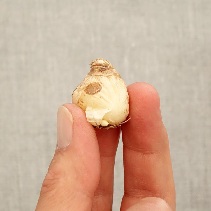 Muscari aucheri White Magic - Grape Hyacinth Bulb size 7+ sample as delivered in autumn