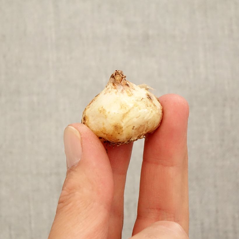 Muscari aucheri White Magic - Grape Hyacinth Bulb size 9+ sample as delivered in autumn