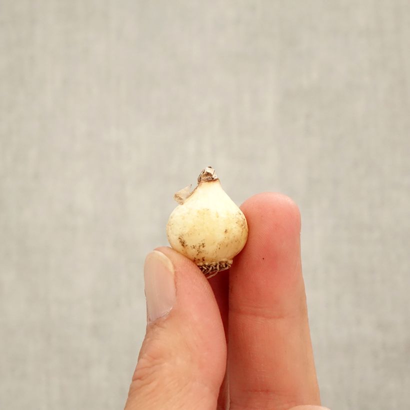 Muscari azureum - Grape Hyacinth Bulb size 6+ sample as delivered in autumn