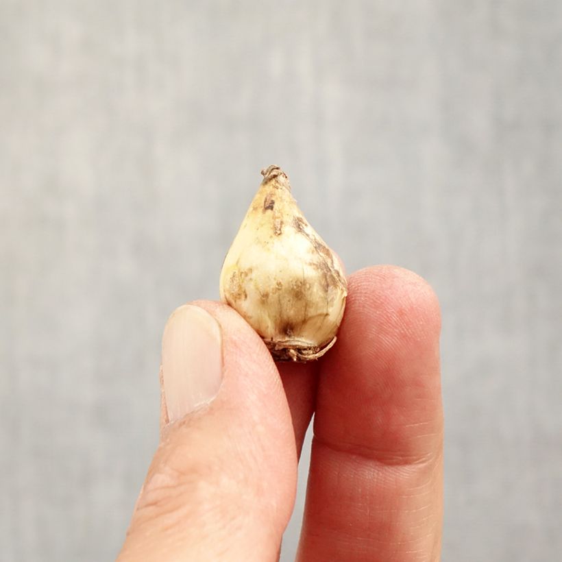 Muscari latifolium Grape Ice Bulb size 5+ sample as delivered in autumn