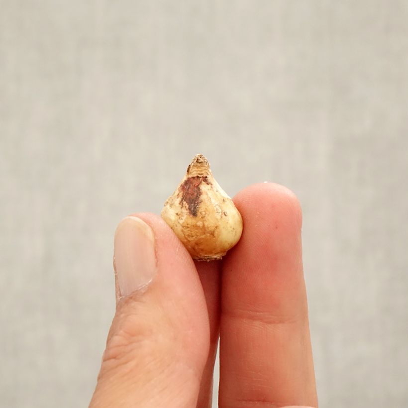 Muscari latifolium - Grape Hyacinth Bulb size 6+ sample as delivered in autumn