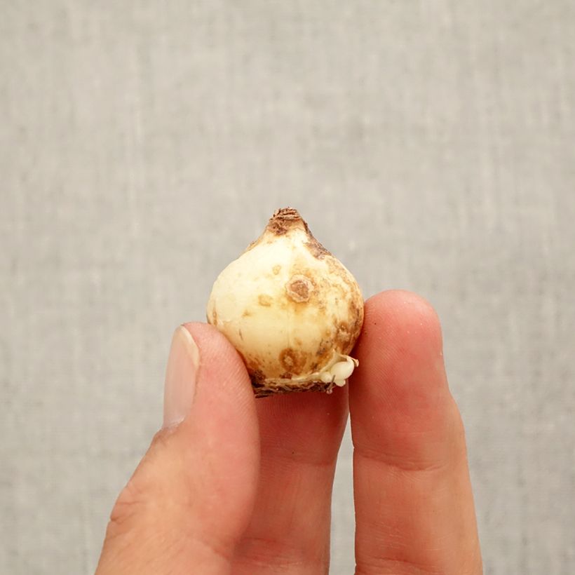 Muscari macrocarpum Golden Fragrance Bulb size 9+ sample as delivered in autumn