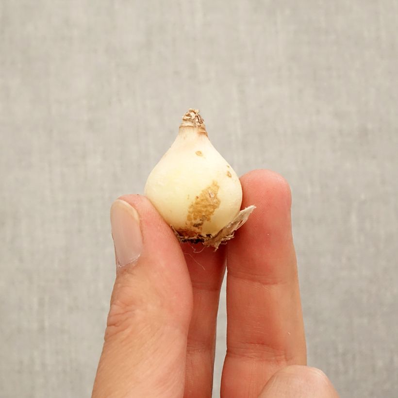 Muscari armeniacum Manon - Grape hyacinth Bulb size 8+ sample as delivered in autumn