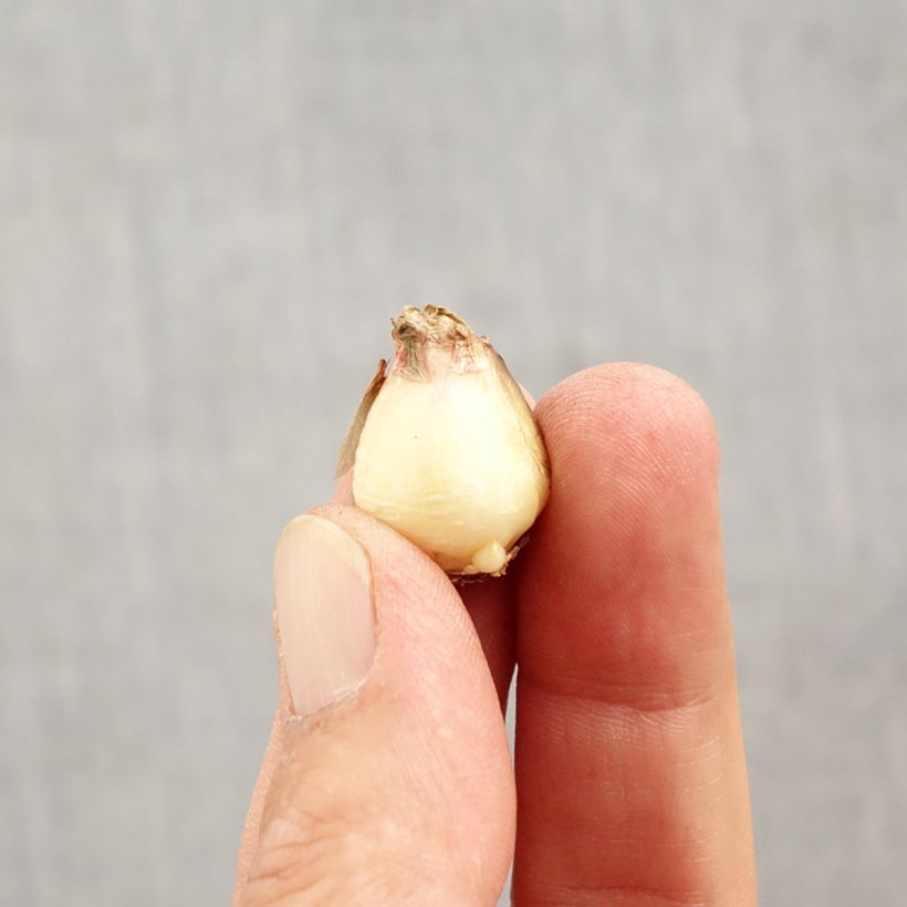 Muscari Mount Hood Bulb size 5+ sample as delivered in autumn