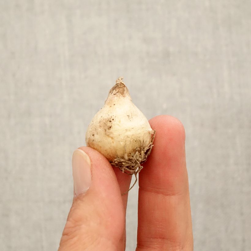 Muscari muscarimi  Bulb size 8+ sample as delivered in autumn