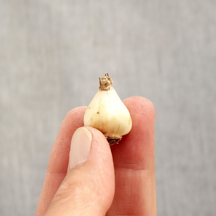 Muscari neglectum  Bulb size 5+ sample as delivered in autumn