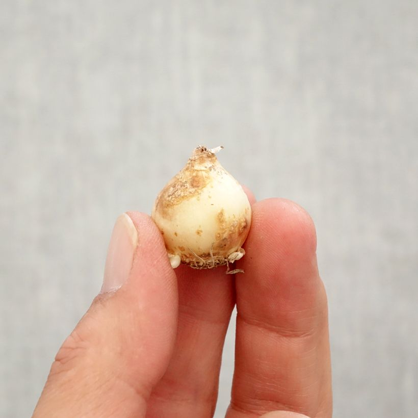 Muscari armeniacum Peppermint - Grape Hyacinth Bulb size 7+ sample as delivered in autumn