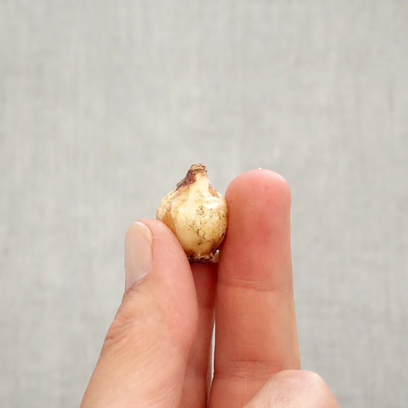 Muscari Pink Sunrise - Grape Hyacinth Bulb size 6+ sample as delivered in autumn