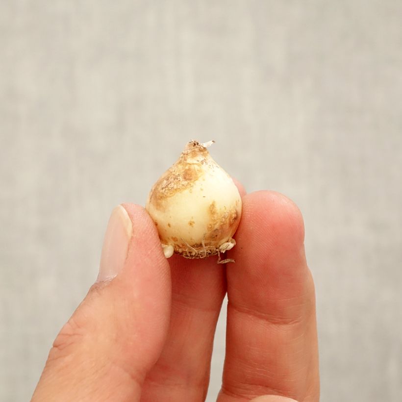 Muscari armeniacum Touch of Snow Bulb size 7+ sample as delivered in autumn