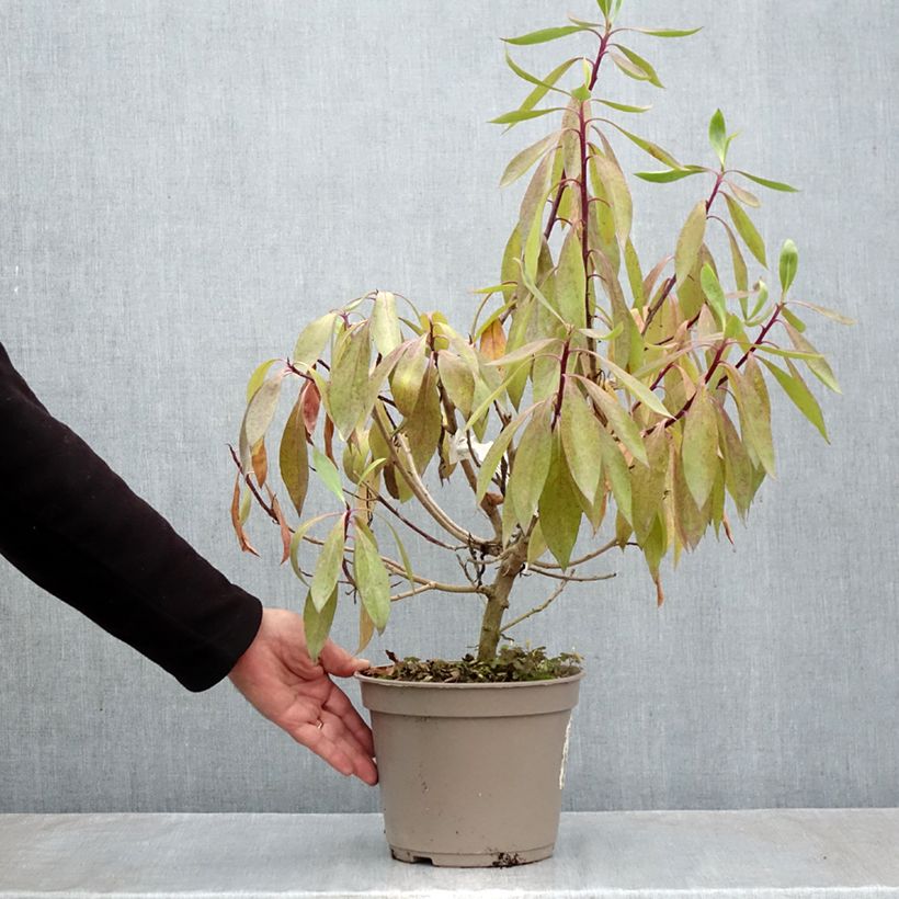 Myoporum laetum - Mousehole Tree 4L/5L pot sample as delivered in autumn