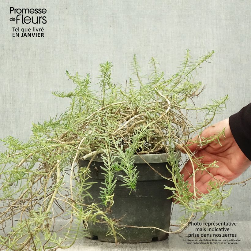 Myoporum parvifolium Pink 3L/4L pot sample as delivered in winter