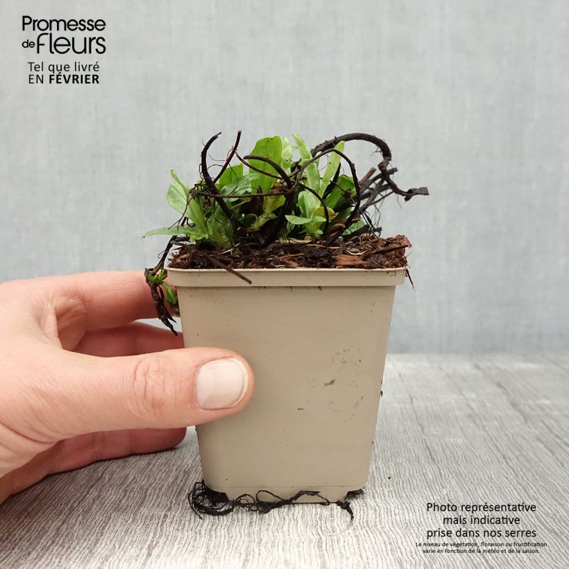 Myosotis scorpioides - Forget-me-not 8/9 cm pot sample as delivered in winter