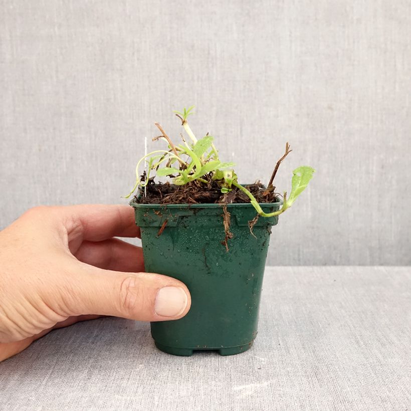 Myosotis scorpioides - Forget-me-not 8/9 cm pot sample as delivered in autumn