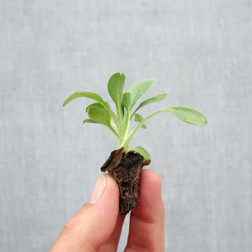 Myosotis sylvatica Snowsylva - Forget-me-not Plug plant 2.2cm x 2cm - Tray of 35 sample as delivered in autumn