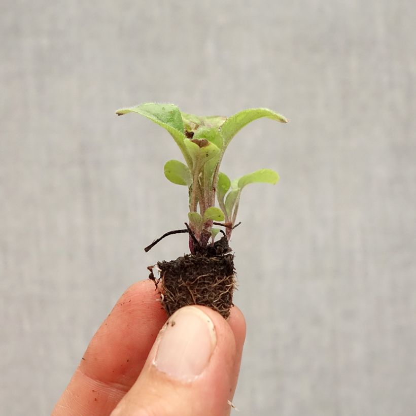 Myosotis sylvatica Savoie Blue Plug plant 2.2cm x 2cm - Tray of 35 sample as delivered in autumn