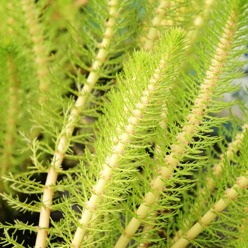 Myriophyllum crispata (Foliage)
